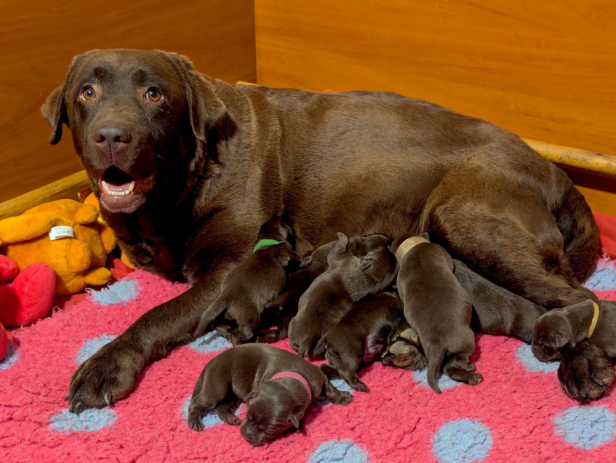 Szczeni�ta labrador retriever