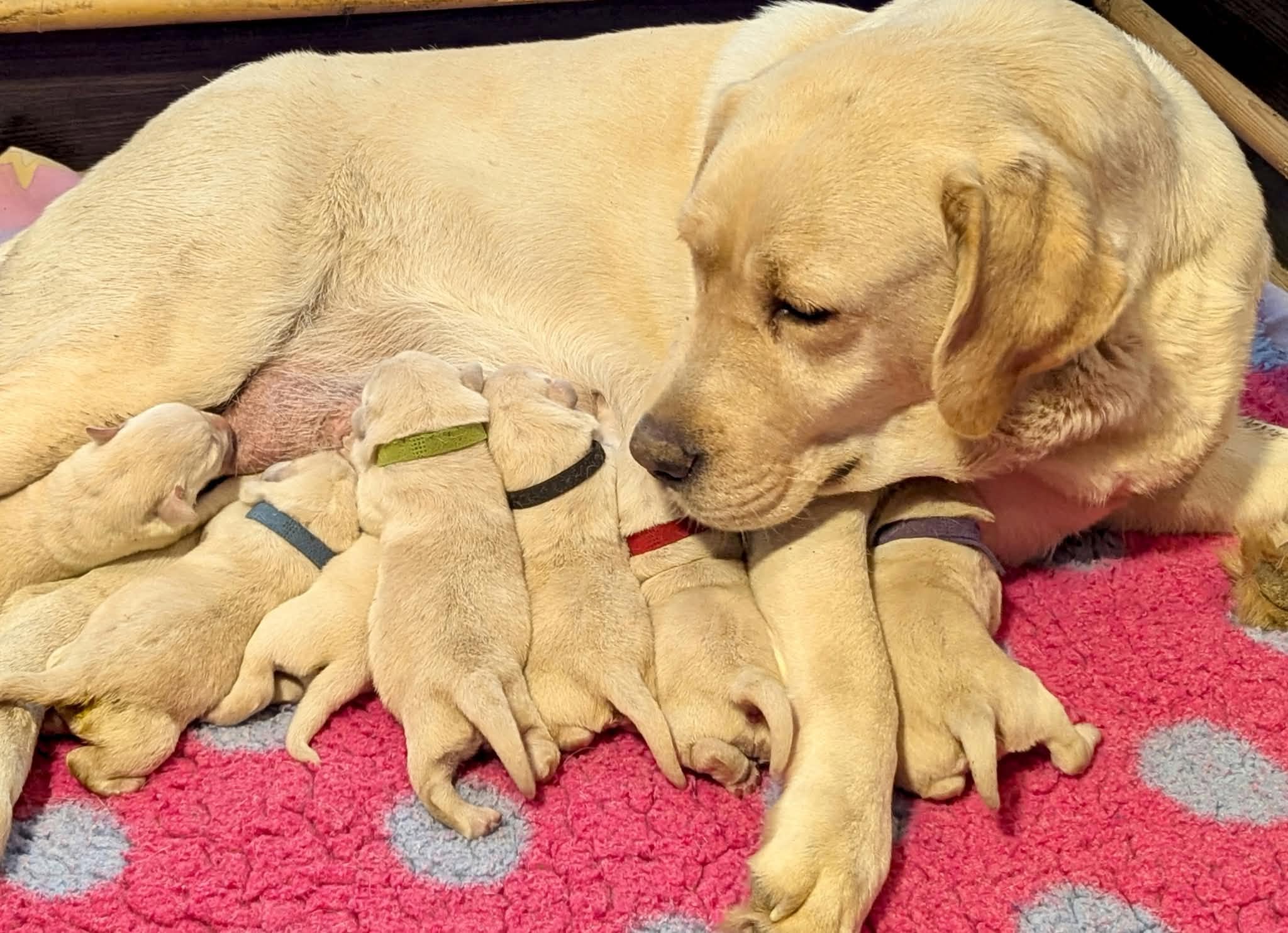 Szczeni�ta labrador retriever